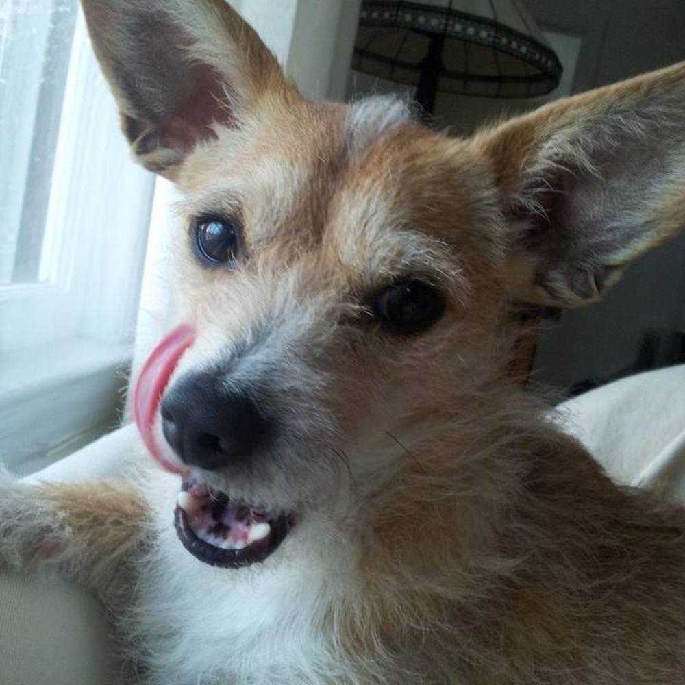 Meet your Posher, Pippa
